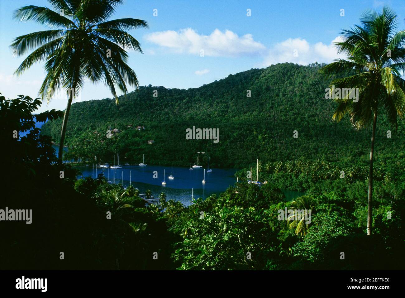 High angle view of a secluded cove encircled by dense vegetation, St. Lucia, Caribbean Stock Photo