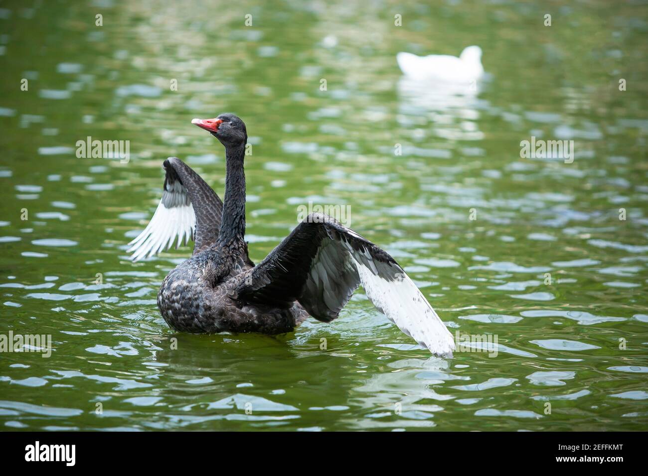 Graceful black swan spreading its wings while relaxing on a