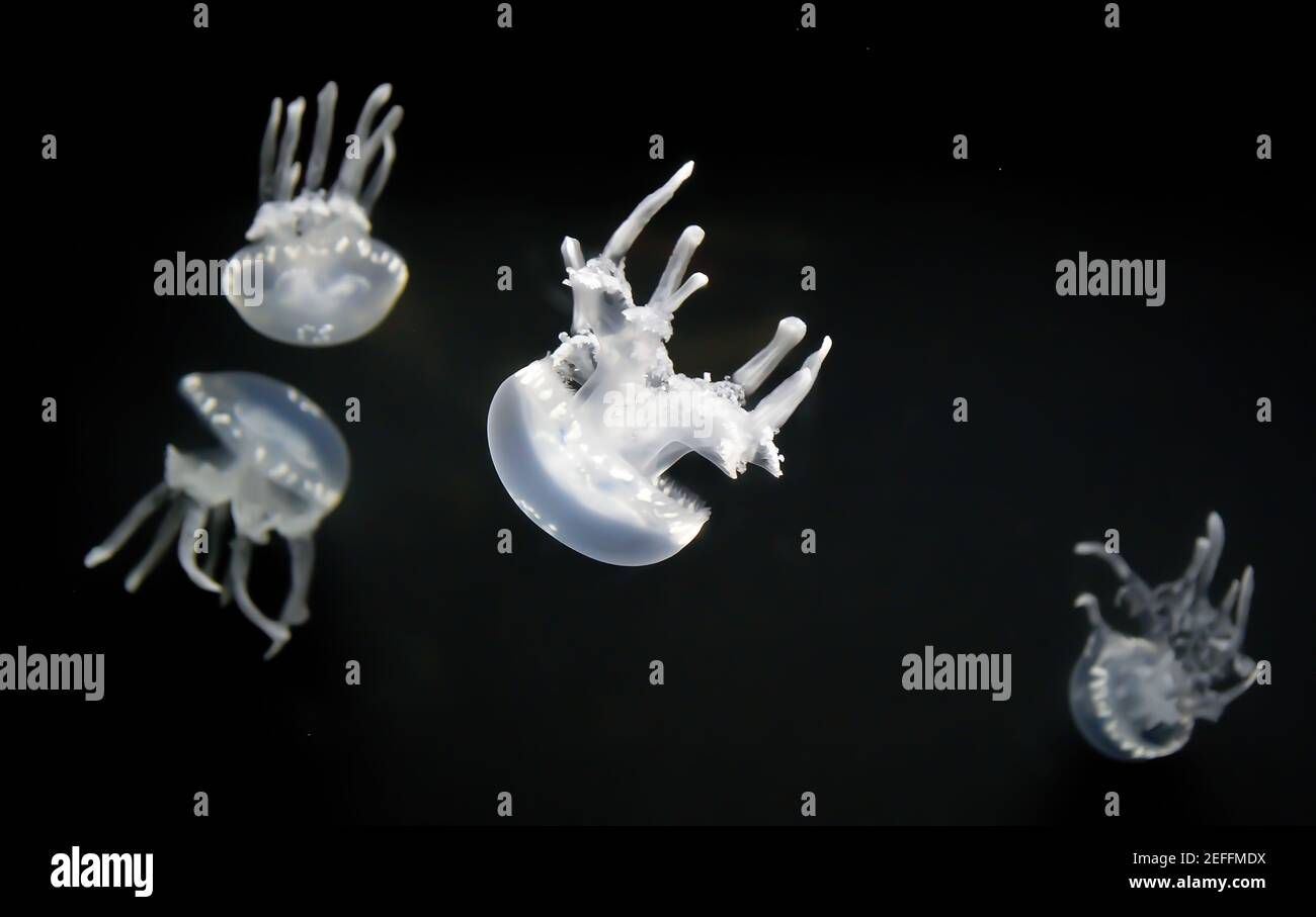 Four white jellyfish floating on a black background Stock Photo