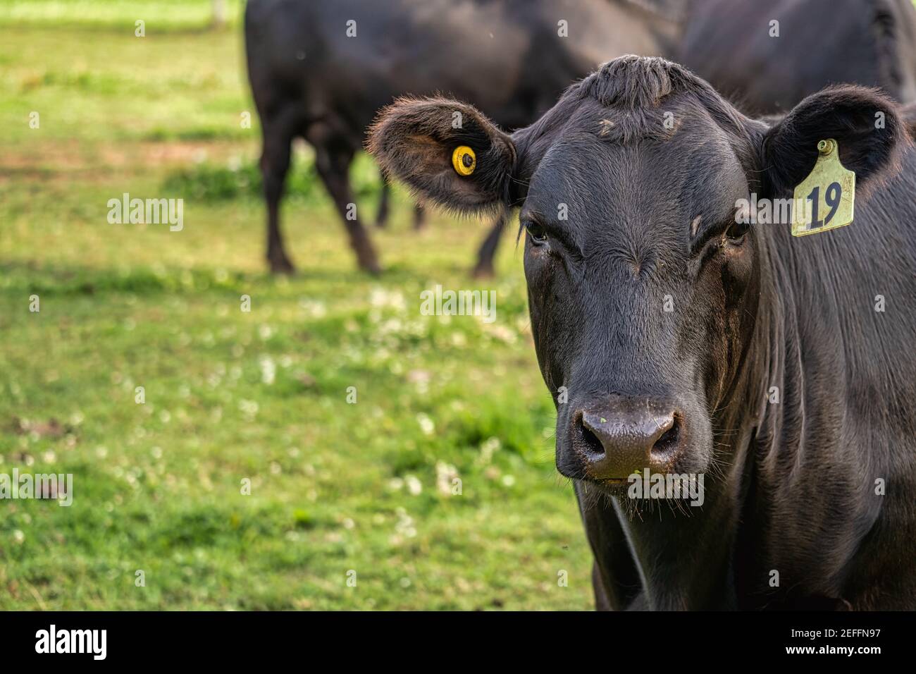 Black Angus cattle grazing on pasture land Stock Photo Alamy