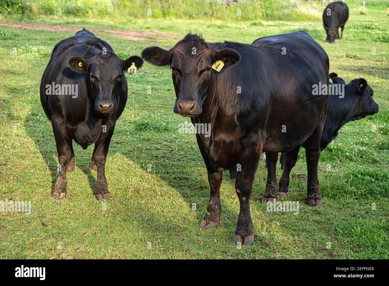 Black Angus cattle grazing on pasture land. Stock Photo