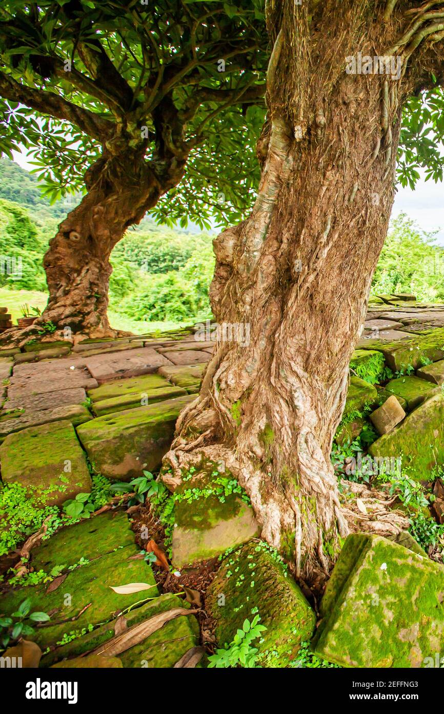 Old wild trees growing on the ancient causeway of Vat Phou, Laos, Vat Phou is a ruined Khmer Hindu temple complex in Champasak, Southern Laos, UNESCO Stock Photo