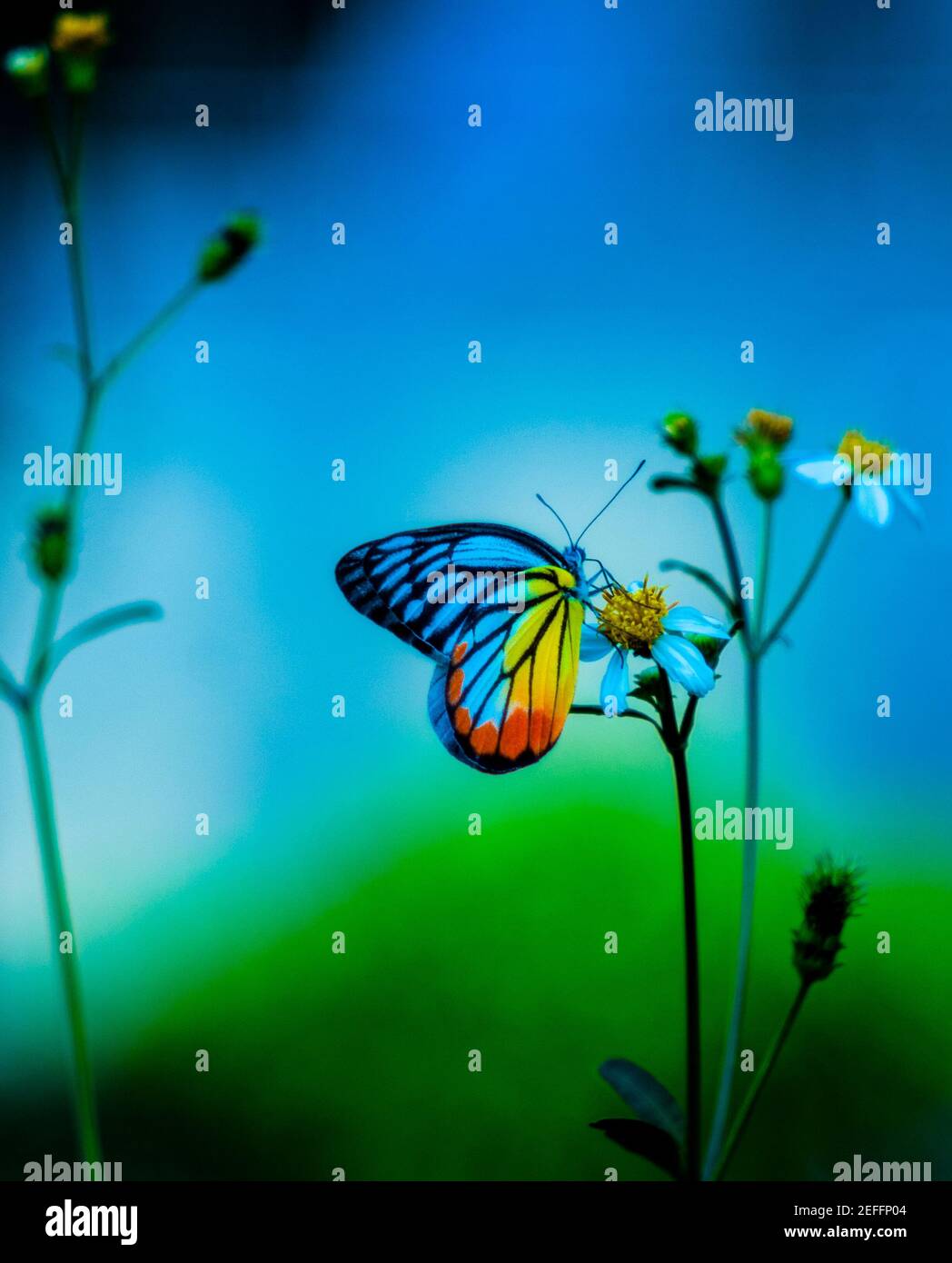 The flowers are so beautiful in my garden Stock Photo Alamy