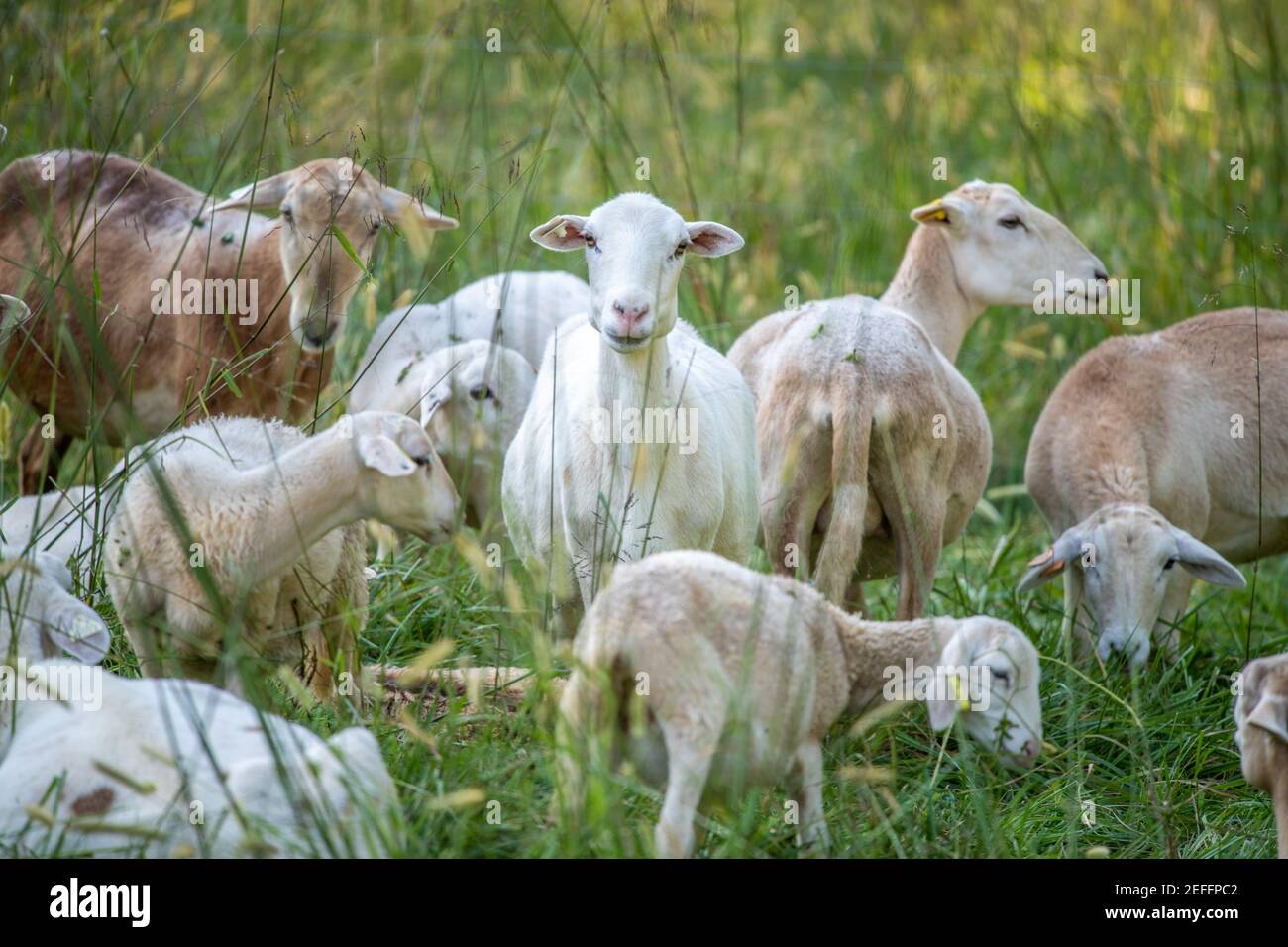 Flock of sheep in tall grass on Swamp Fox Farm. Stock Photo