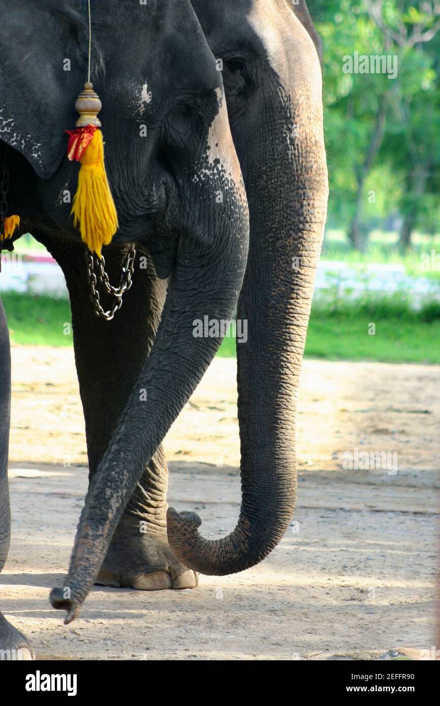 Side profile of two elephants standing, Ayuthaya, Thailand Stock Photo
