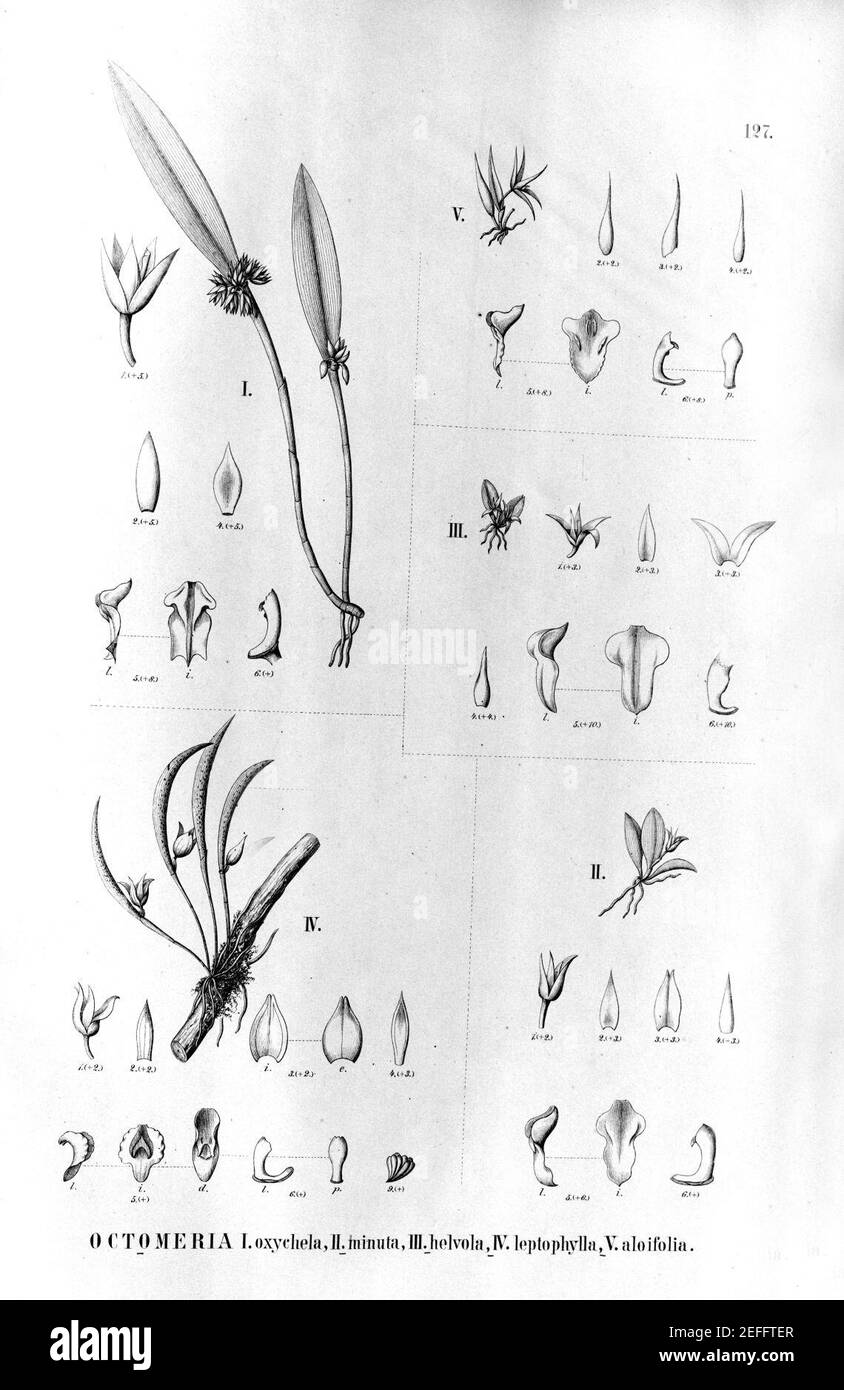 Octomeria oxychela, minuta, helvola, leptophylla, aloifolia - Fl.Br.3-4-127. Stock Photo