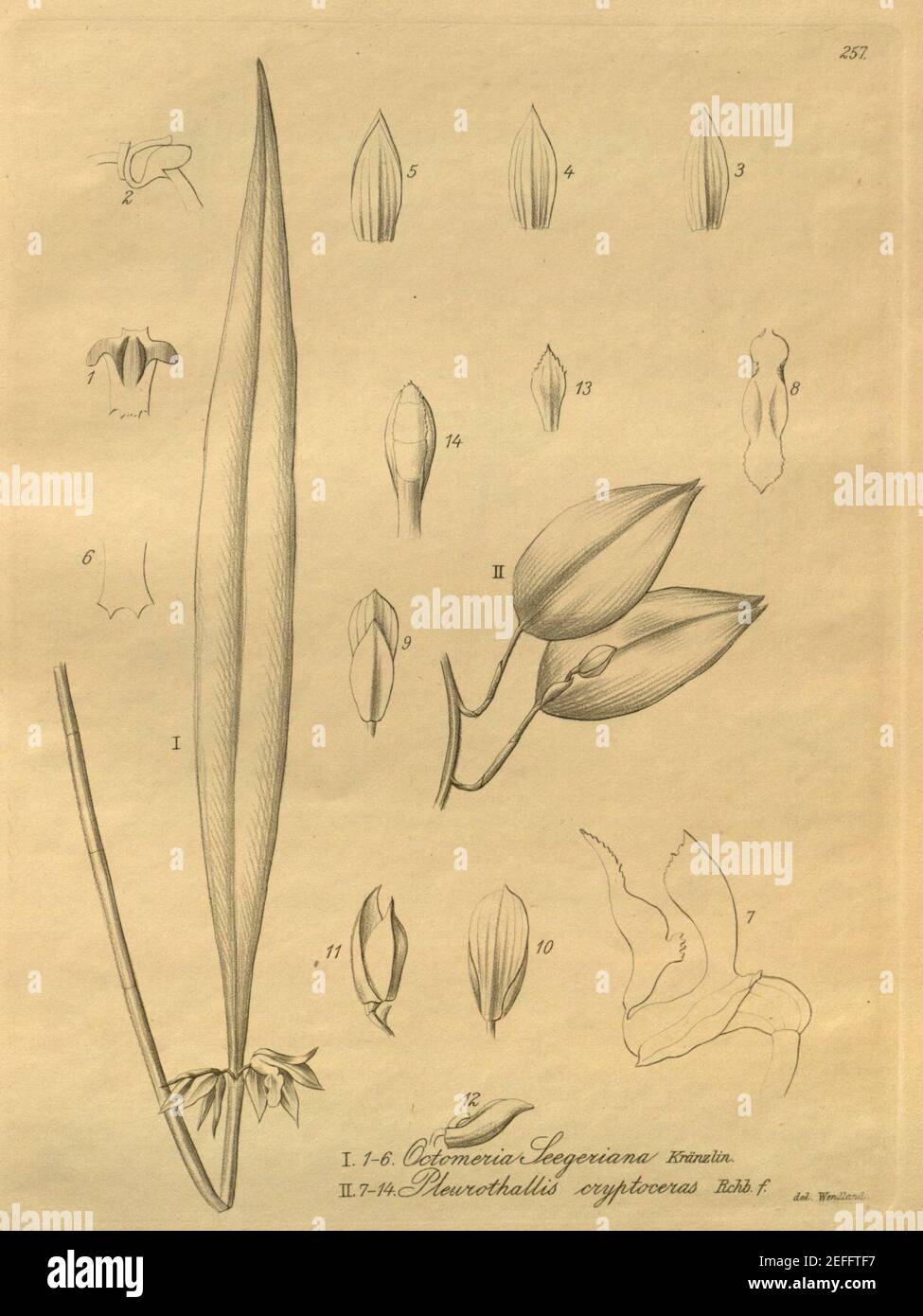 Octomeria grandiflora (as O. seegeriana) and Acianthera glanduligera (as Pleurothallis cryptoceras) - Xenia vol. 3 pl. 257. Stock Photo