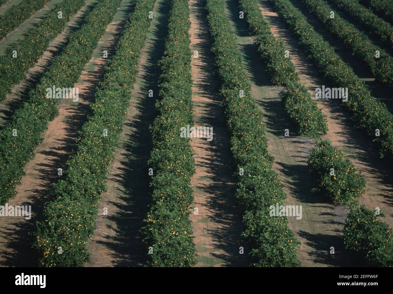 Aerial of orange groves, Florida Stock Photo