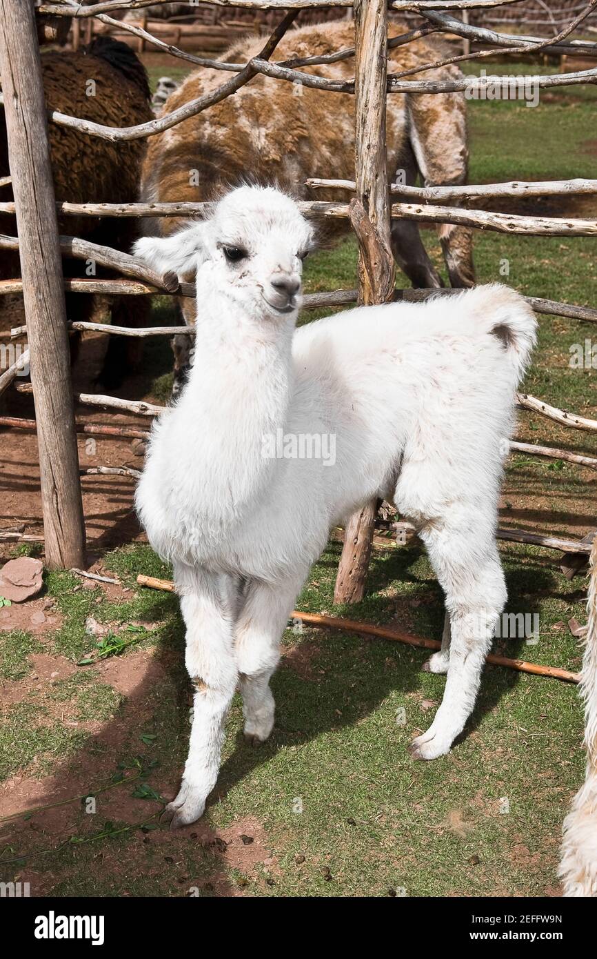 Close-up of a young alpaca, Aguana Cancha, Puno, Peru Stock Photo