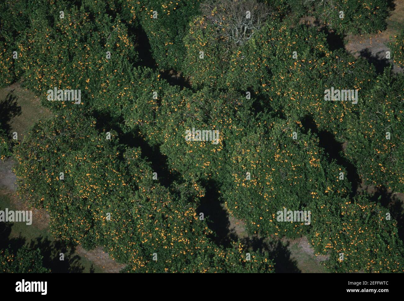 Aerial of orange groves, Florida Stock Photo Alamy