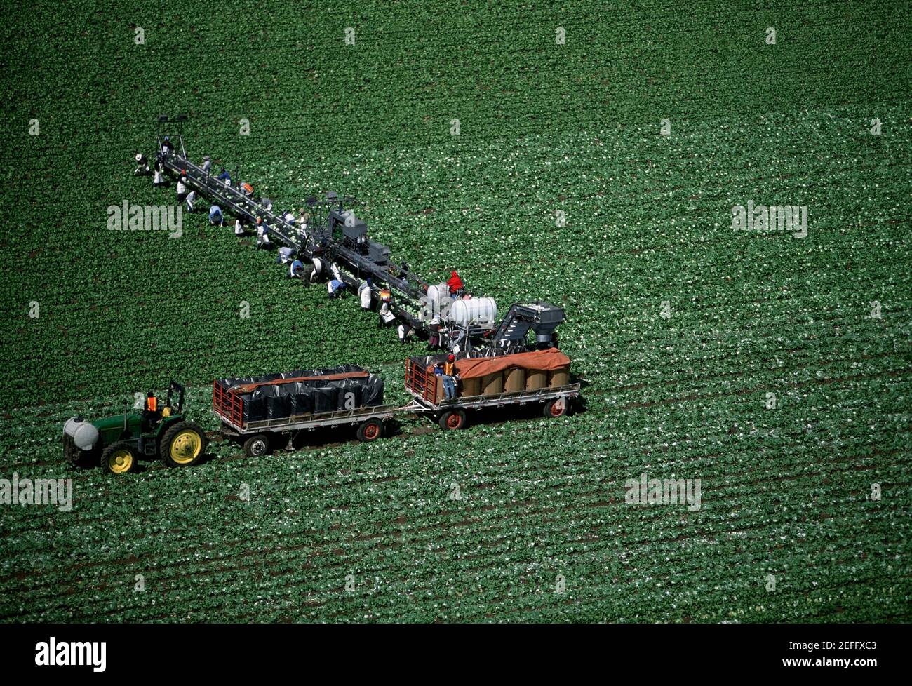 Aerial, harvesting head lettuce Stock Photo Alamy