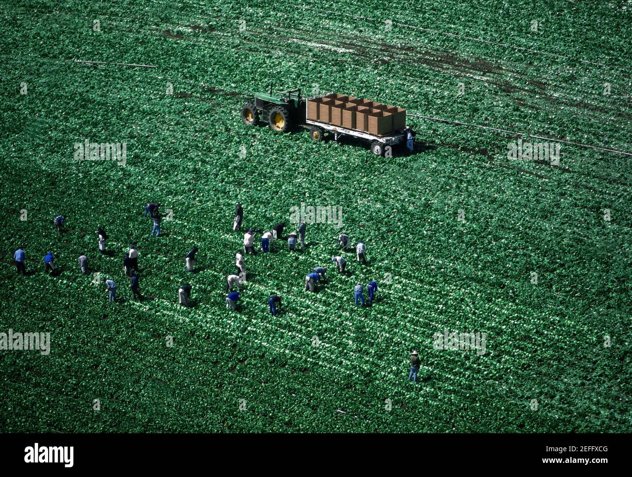 Aerial, harvesting head lettuce Stock Photo Alamy