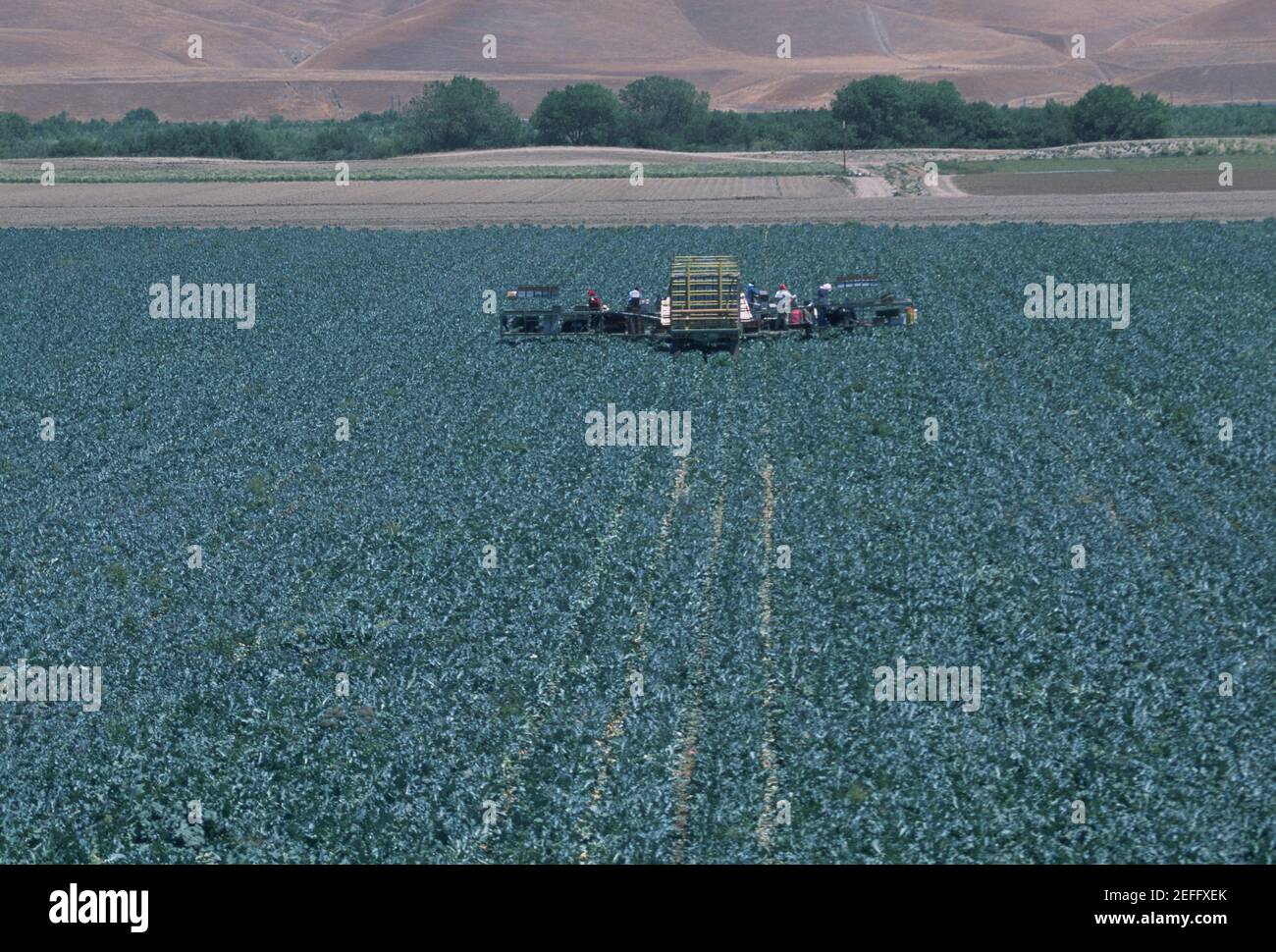 Harvesting field of cauliflower Stock Photo Alamy