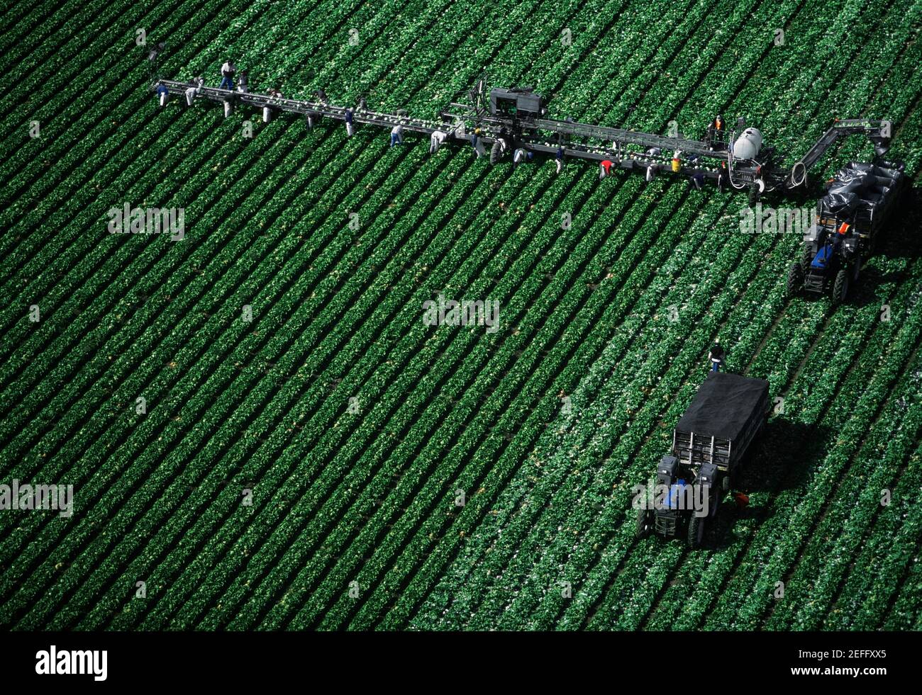 Aerial, harvesting head lettuce Stock Photo Alamy