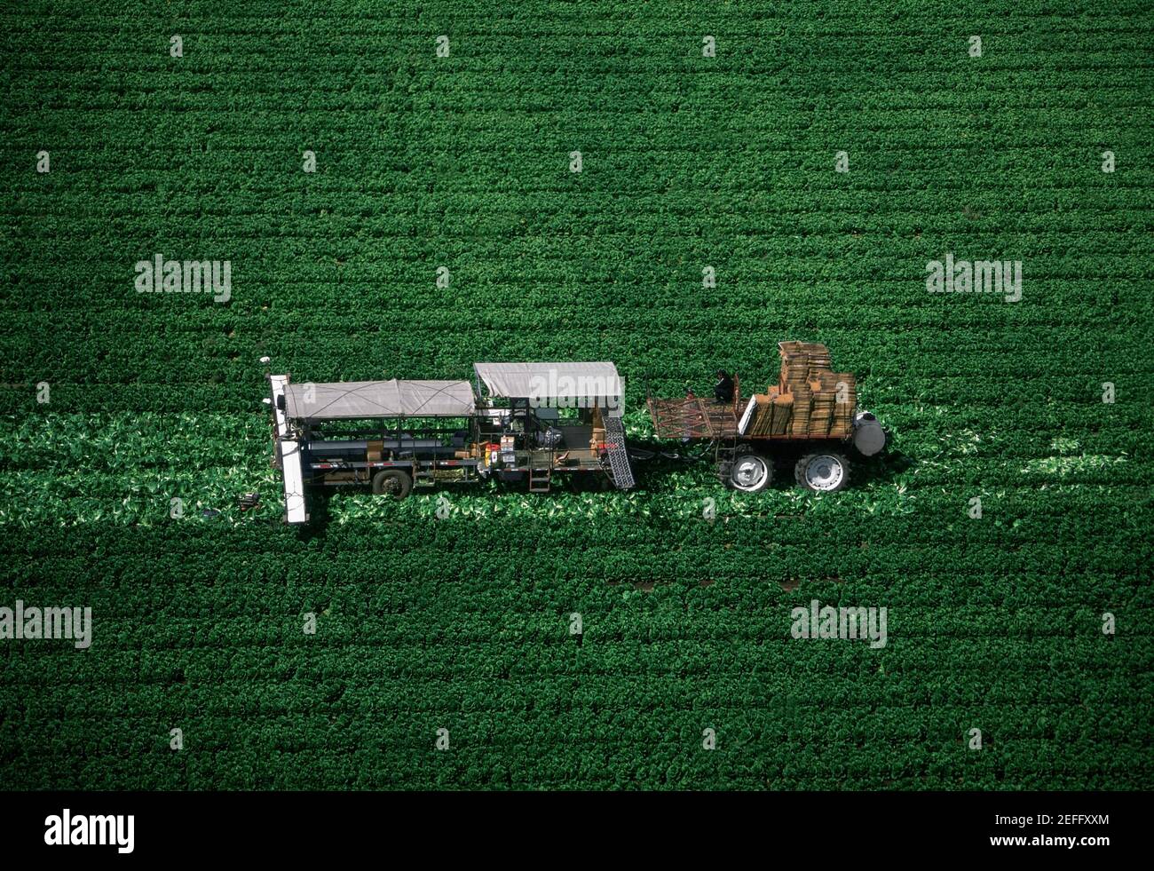 Aerial, harvesting head lettuce Stock Photo Alamy