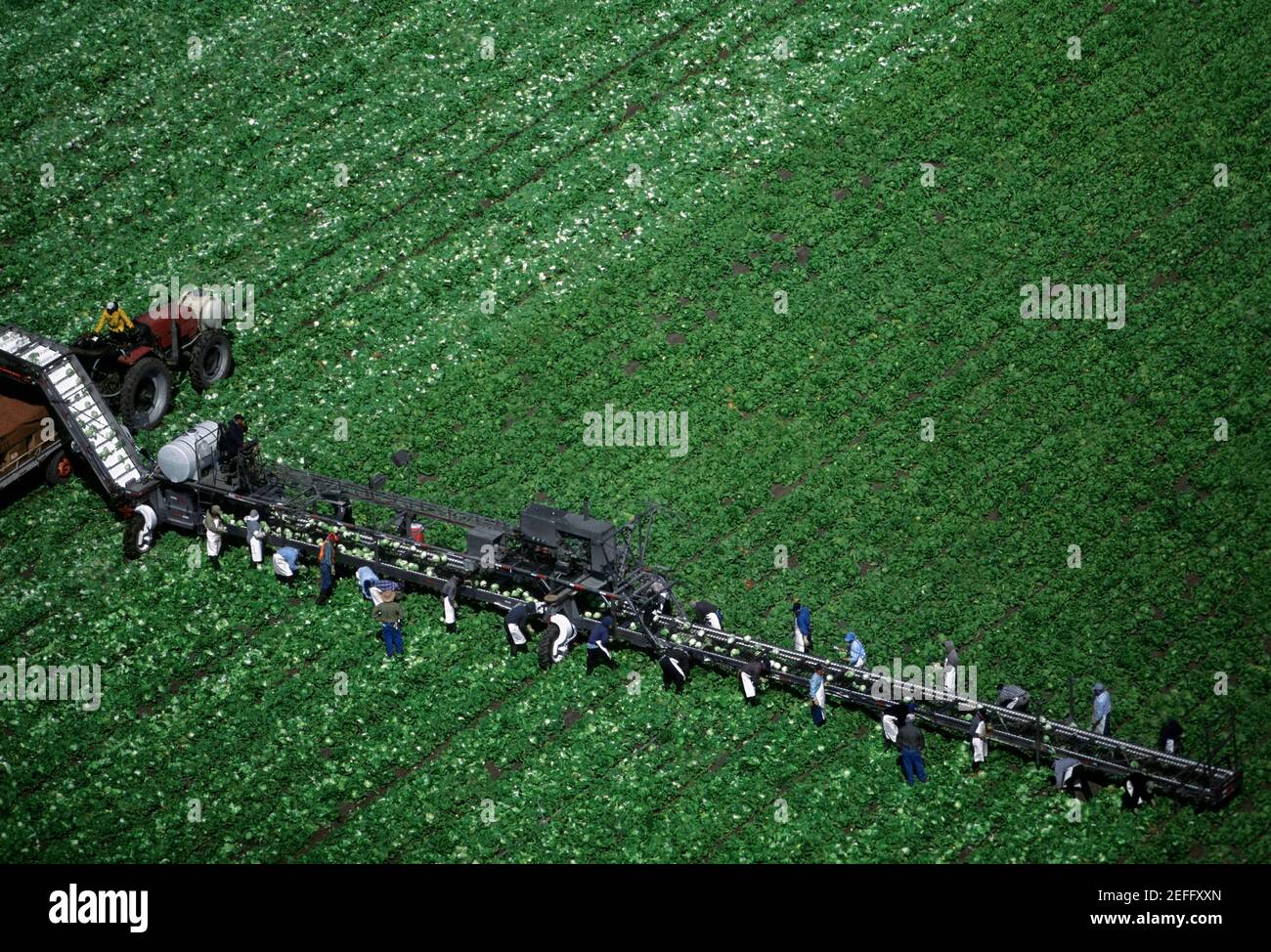 Aerial, harvesting head lettuce Stock Photo Alamy