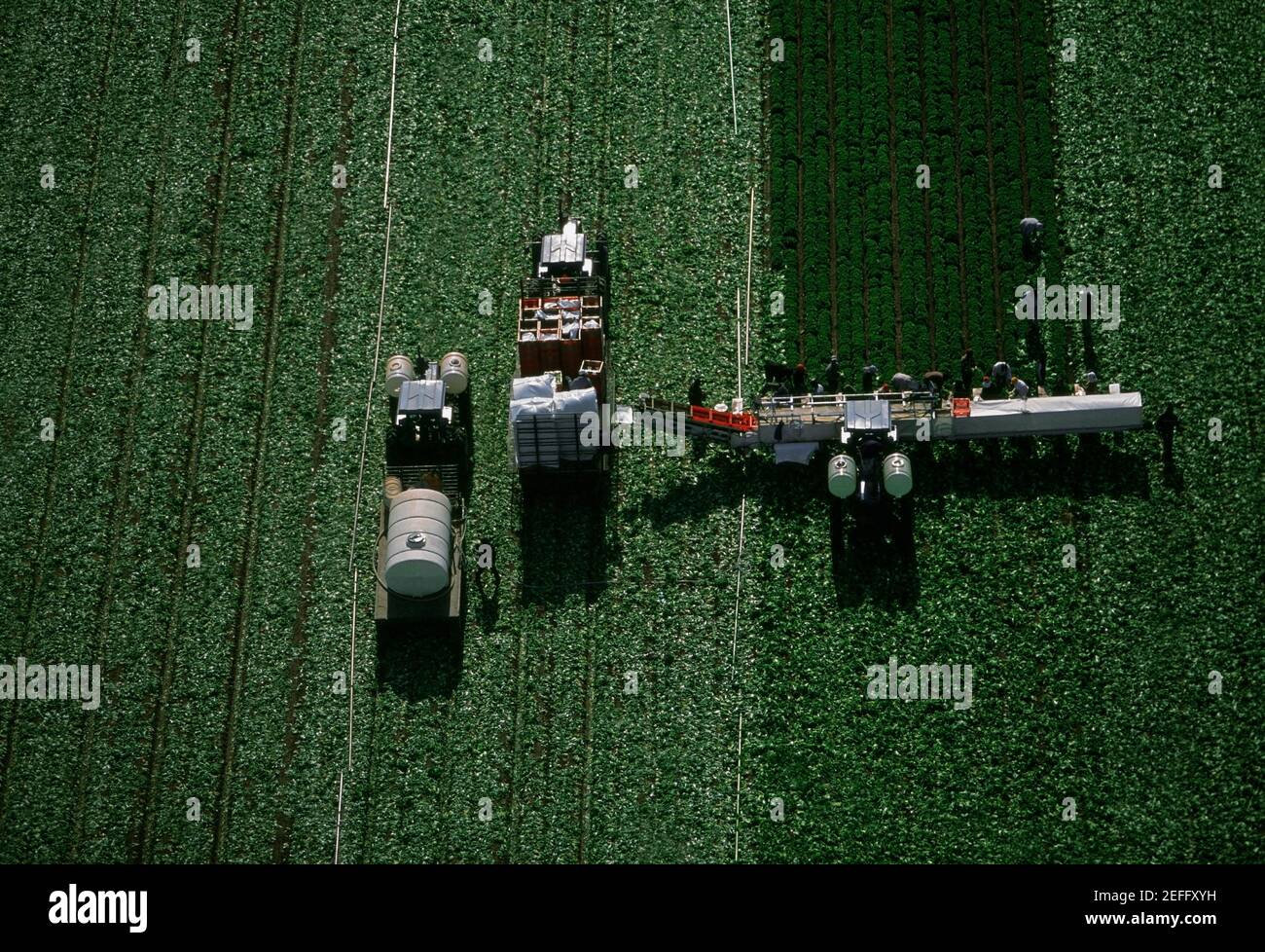 Aerial, harvesting head lettuce Stock Photo Alamy