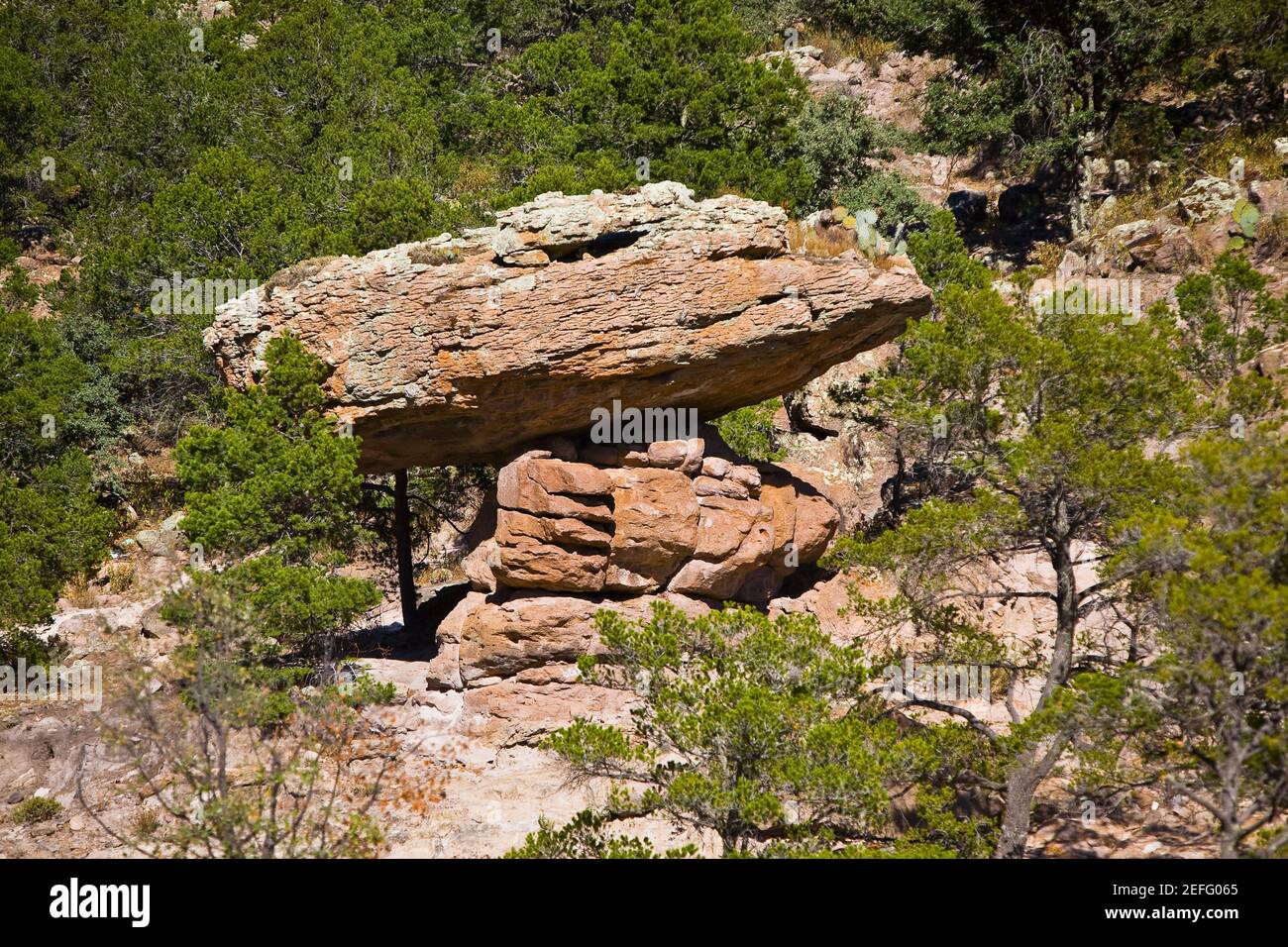 Rock formations in a forest, Sierra De Organos, Sombrerete, Zacatecas State, Mexico Stock Photo