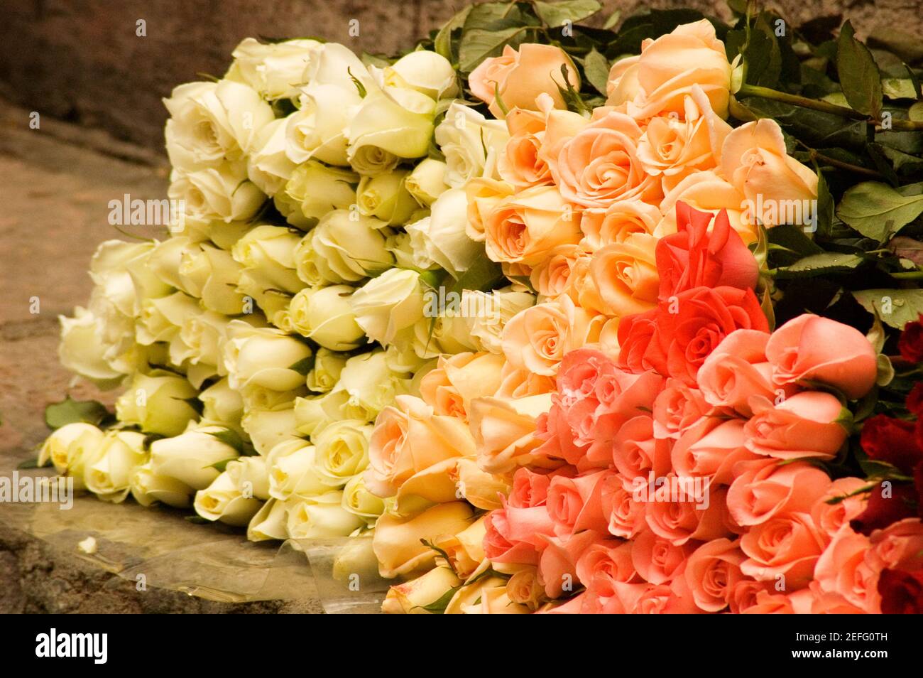 Close-up of a stack of roses Stock Photo