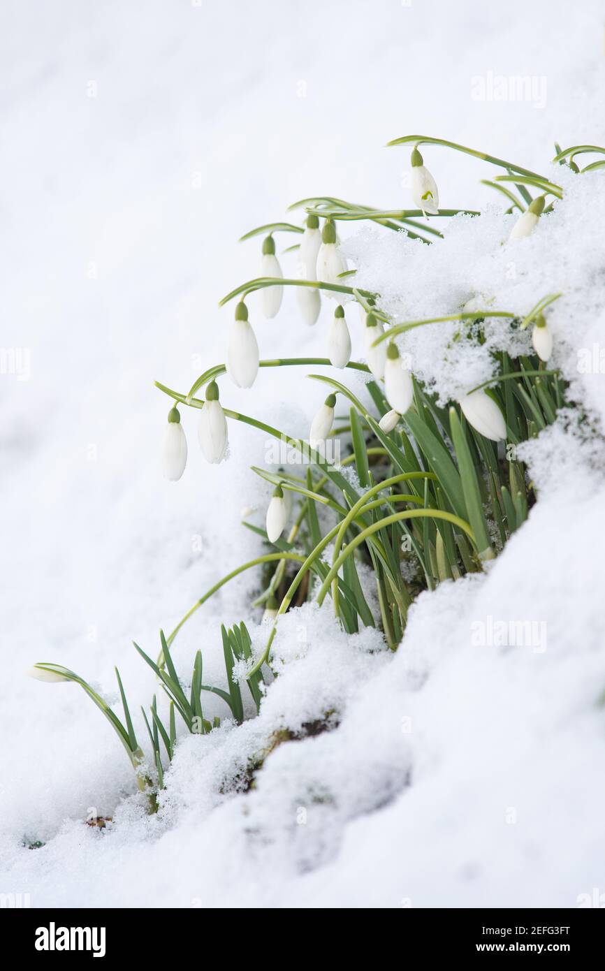 snowdrops in snow - UK Stock Photo
