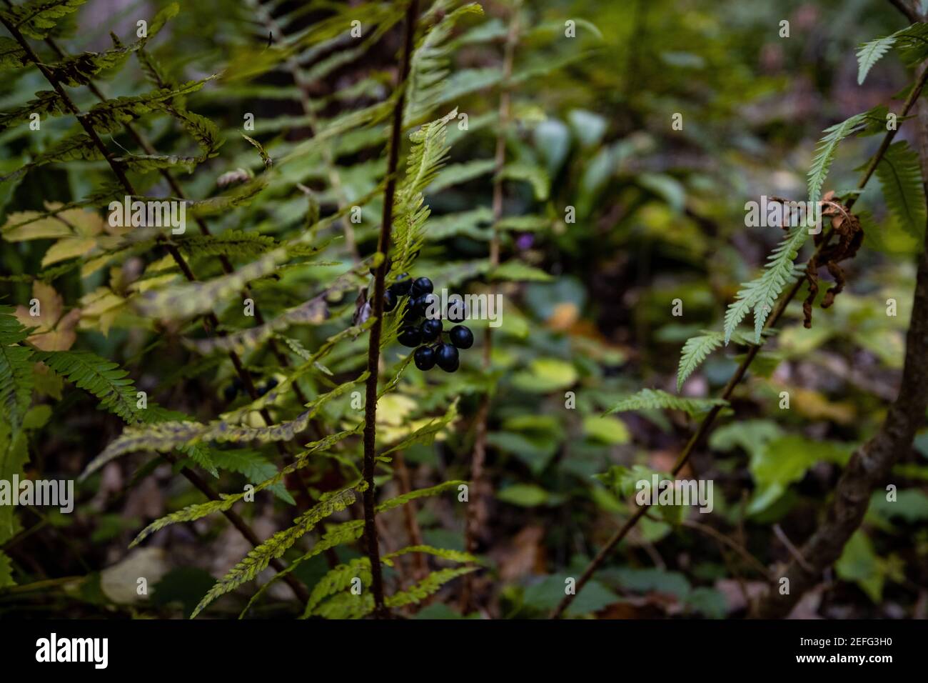 Black berries on a bush of wild privet (Ligustrum vulgare), also sometimes known as common privet or European privet Stock Photo