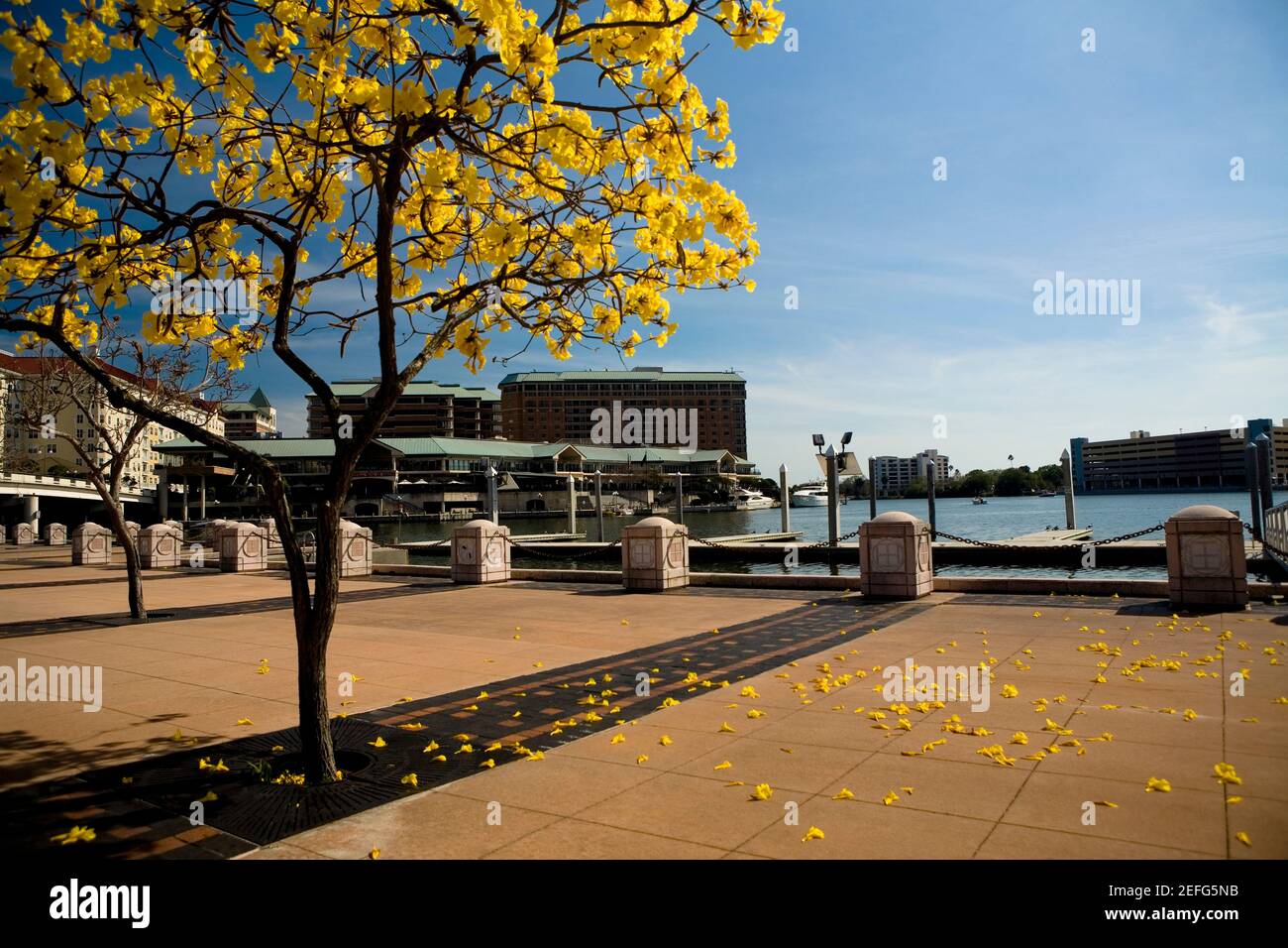 Trees in a park, Riverfront park, Tampa, Florida, USA Stock Photo Alamy