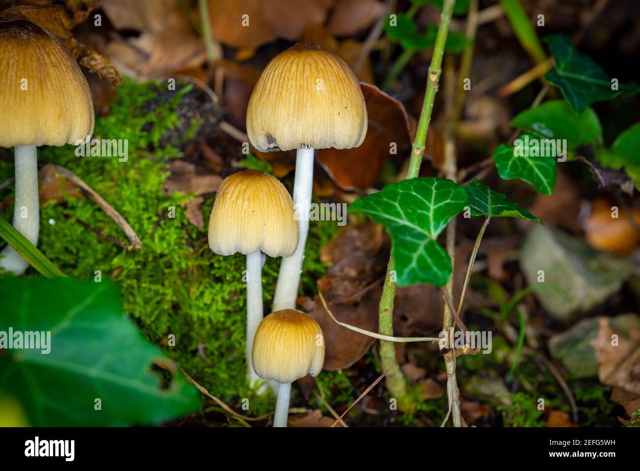 The toxic 'Mica Inkcap' or the 'Glistening Inkcap' Mushroom - Glimmertintling (Coprinellus micaceus) - grows in a forest between moss and leaves - ris Stock Photo