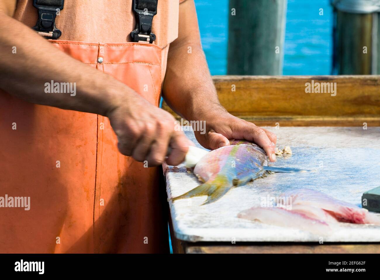 Close-up of a manÅ½s hand cutting fish, Florida Keys, Florida, USA Stock Photo