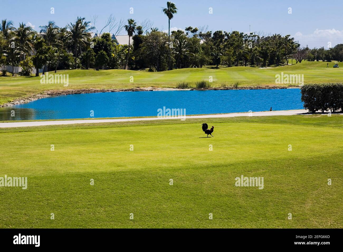 Lake in a golf course, Key West, Florida, USA Stock Photo Alamy