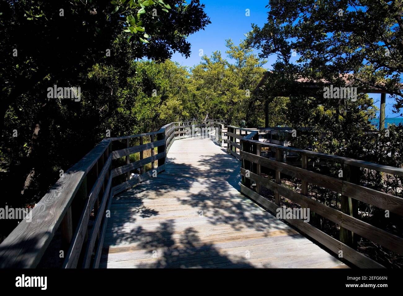 Boardwalk in the forest, Tropical Hardwood Hammock, Florida Keys