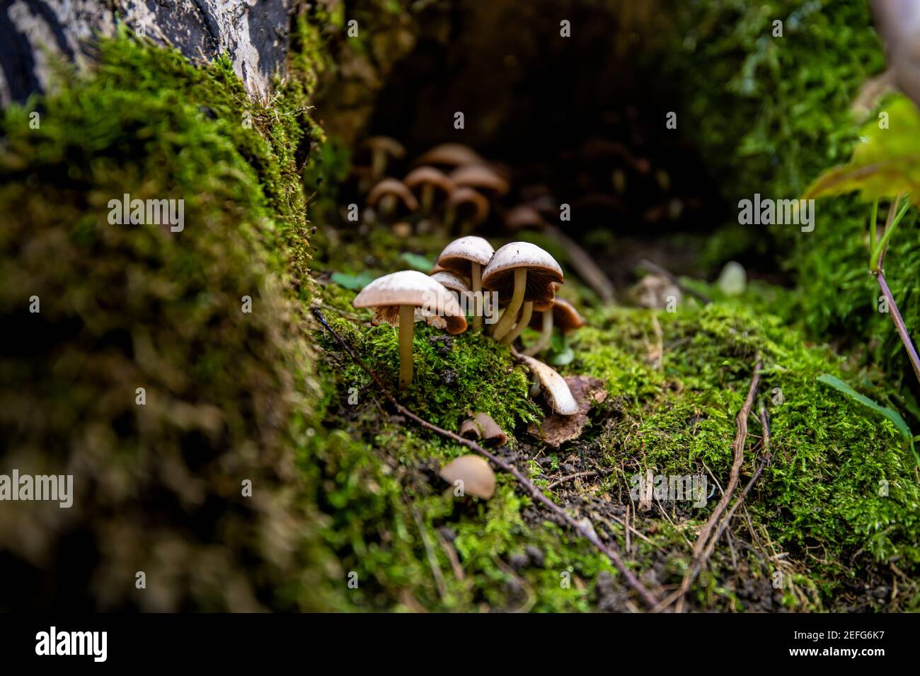 Tephrocybe inolens mushroom or fungus - 'Geruchloses Graublatt' - inedible mushroom growing in wood trunk root cave Stock Photo