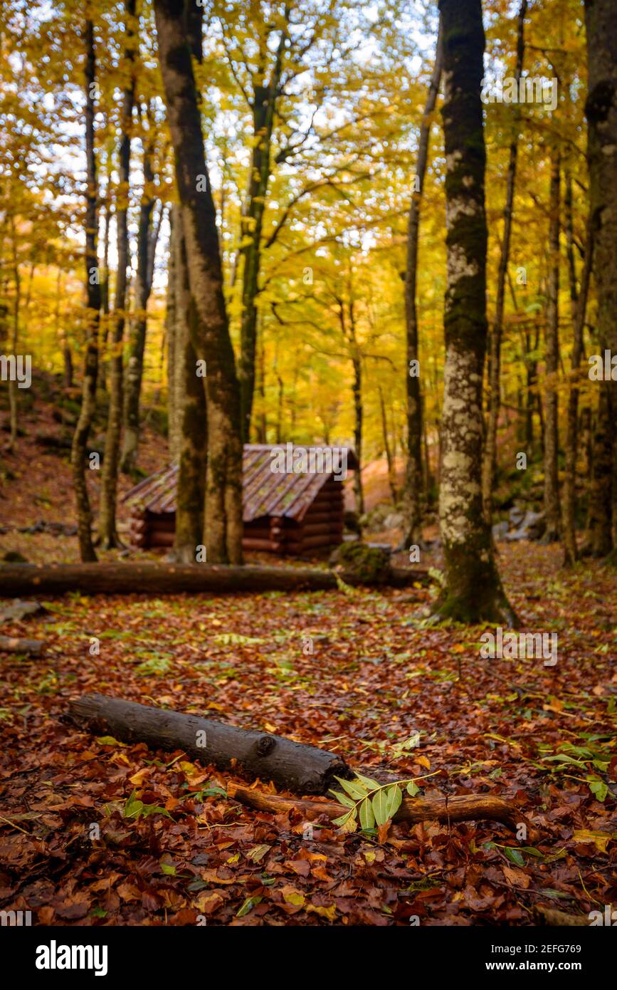 Autumn in the Ordesa forest called 'Bosque de las Hayas' (Beech Forest) (Ordesa and Monte Perdido, NP; Aragon, Pyrenees, Spain) Stock Photo