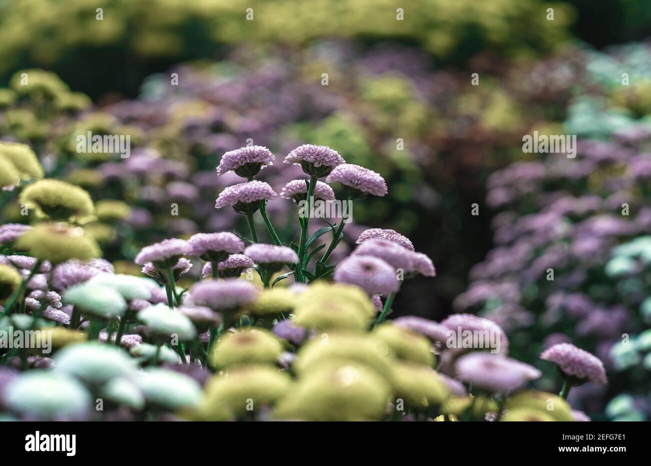 The flowers are so beautiful in my garden Stock Photo Alamy