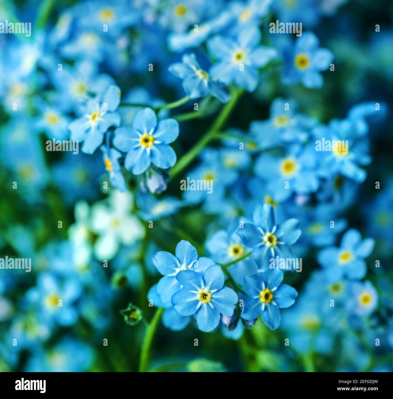 Real pretty blue delicate spring flowers of forget-me-nots for romantic mood Stock Photo