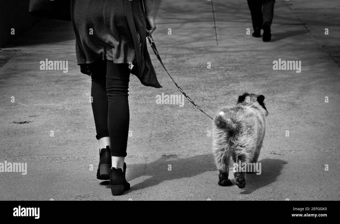 A woman walks her pet dog on a leash along a sidewalk in Santa Fe, New Mexico. Stock Photo