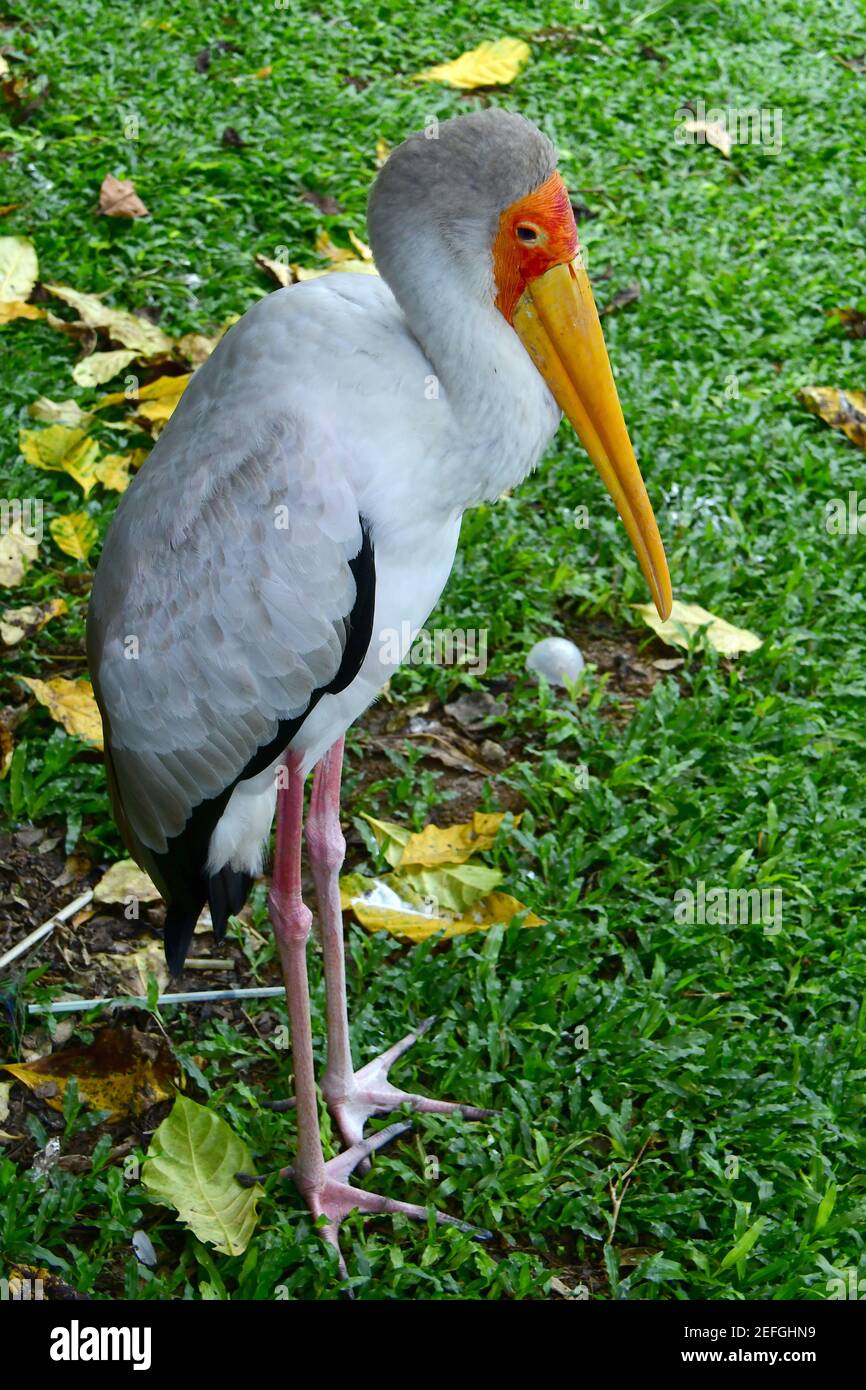 8800 Gambar Burung Ibis HD Terbaik