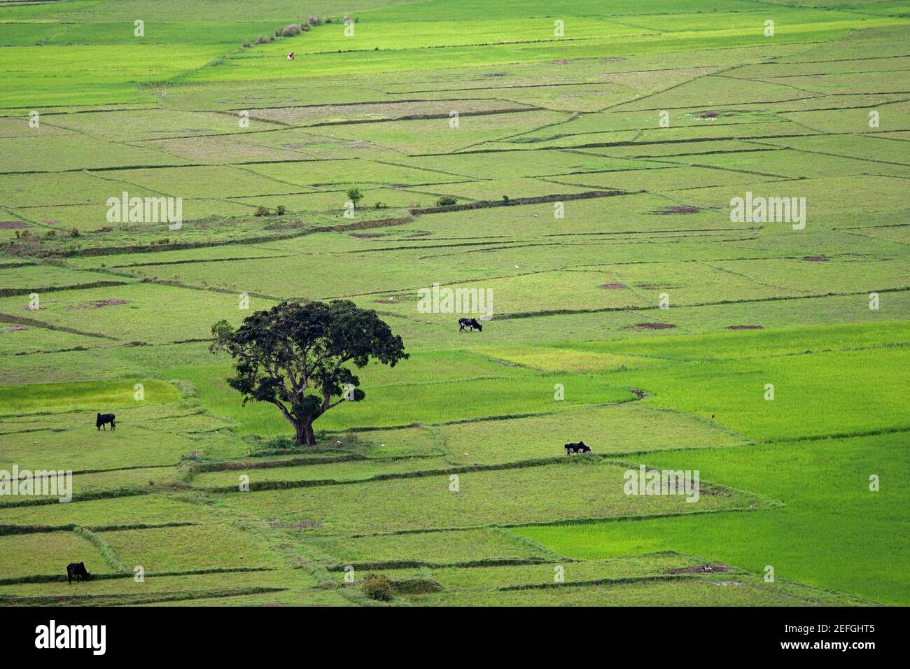 Beautiful green rice fields, rice paddies near Andapa village in