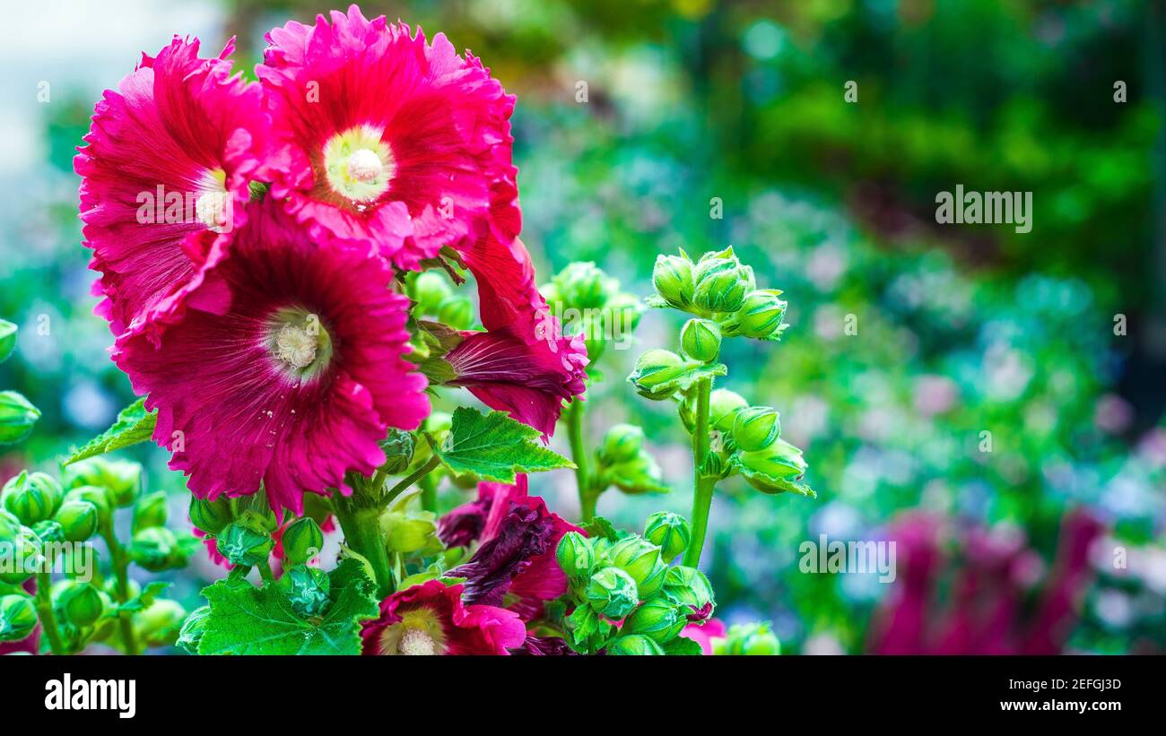 The flowers are so beautiful in my garden Stock Photo Alamy