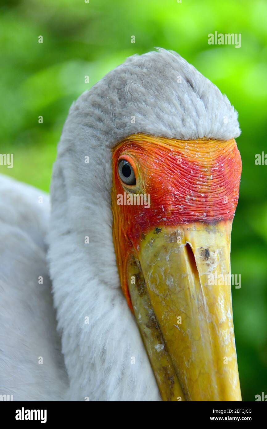 8800 Gambar Burung Ibis HD Terbaik