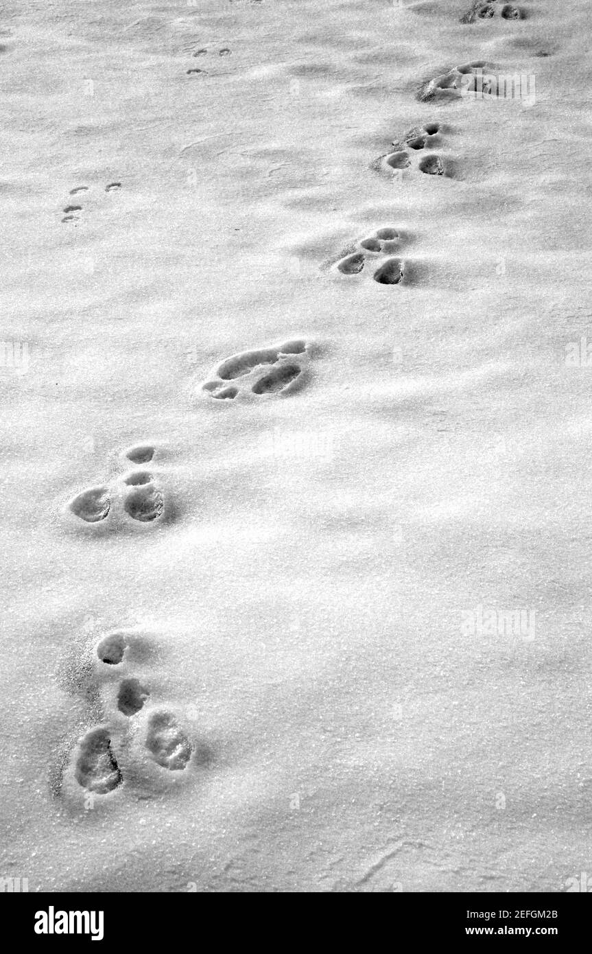 Animal tracks in the snow life by a desert cottontail rabbit in the American Southwest near Santa Fe, New Mexico. Stock Photo