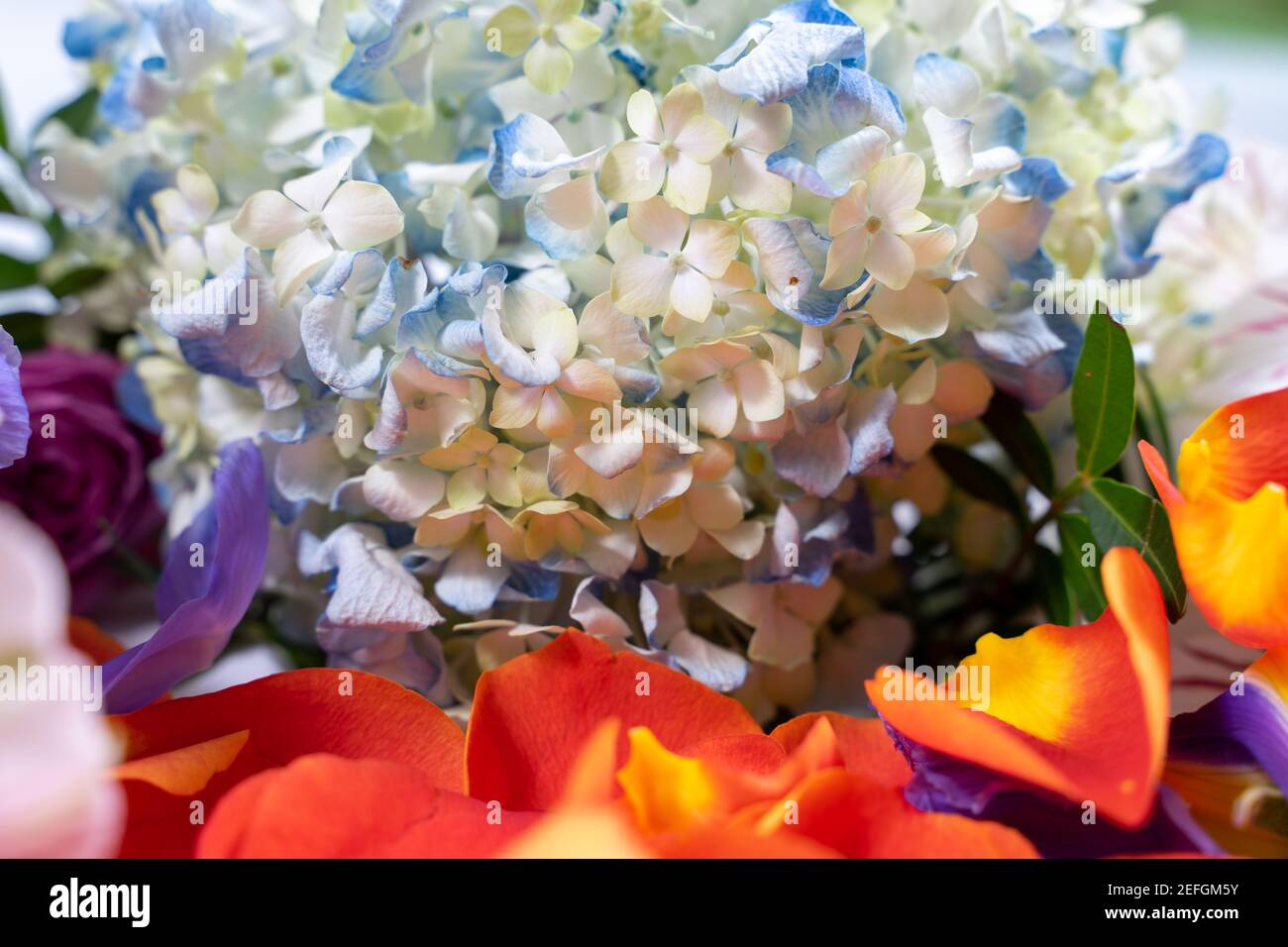 floral color mix background with selective focus. Stock Photo