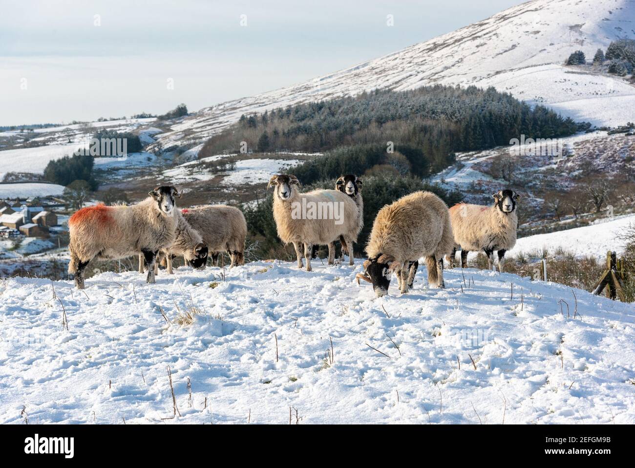 Sheep in the snow on the fells near Preston, Lancashire on a fine and frosty morning. Stock Photo