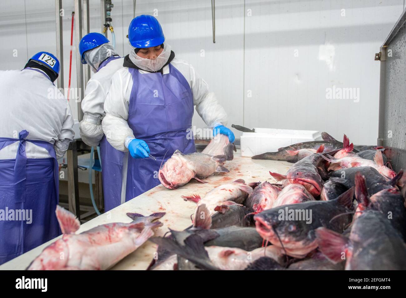 Seafood workers hires stock photography and images Alamy
