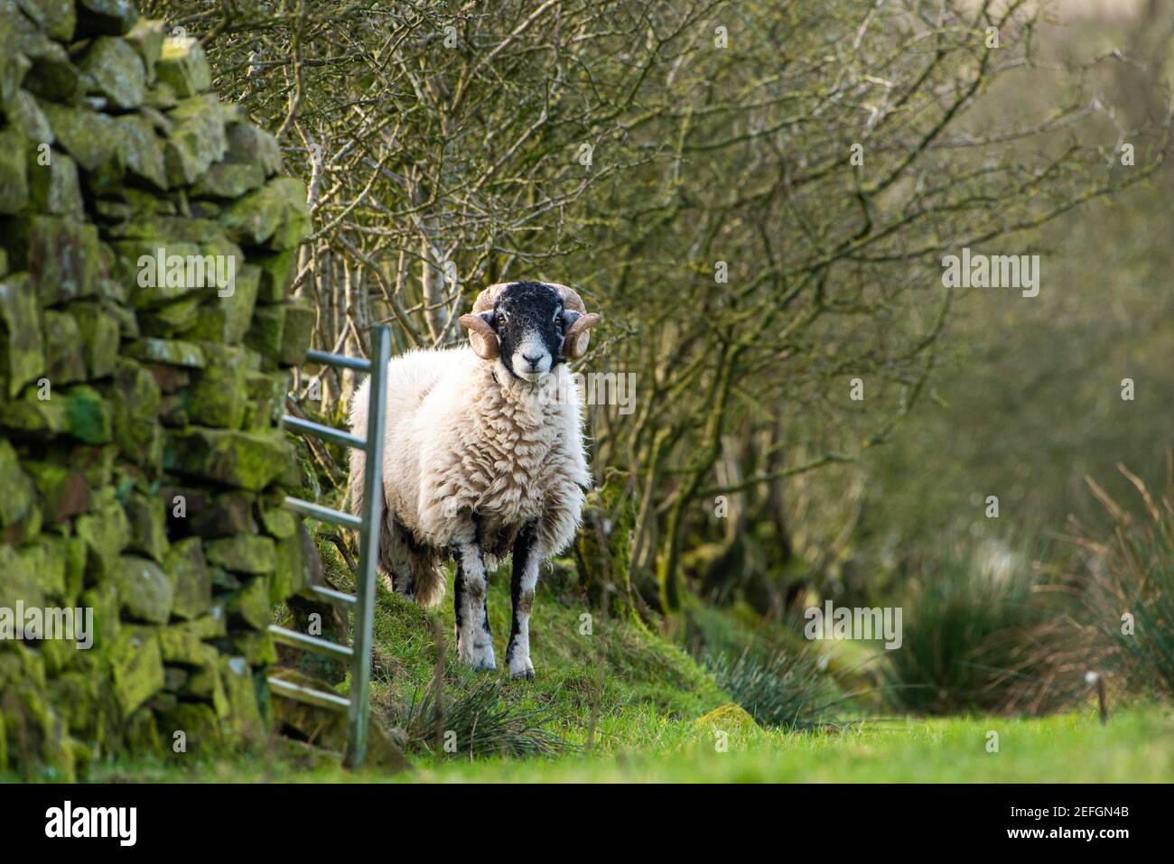 A Swaledale ram in a field,Chipping, Preston, Lancashire, UK Stock Photo