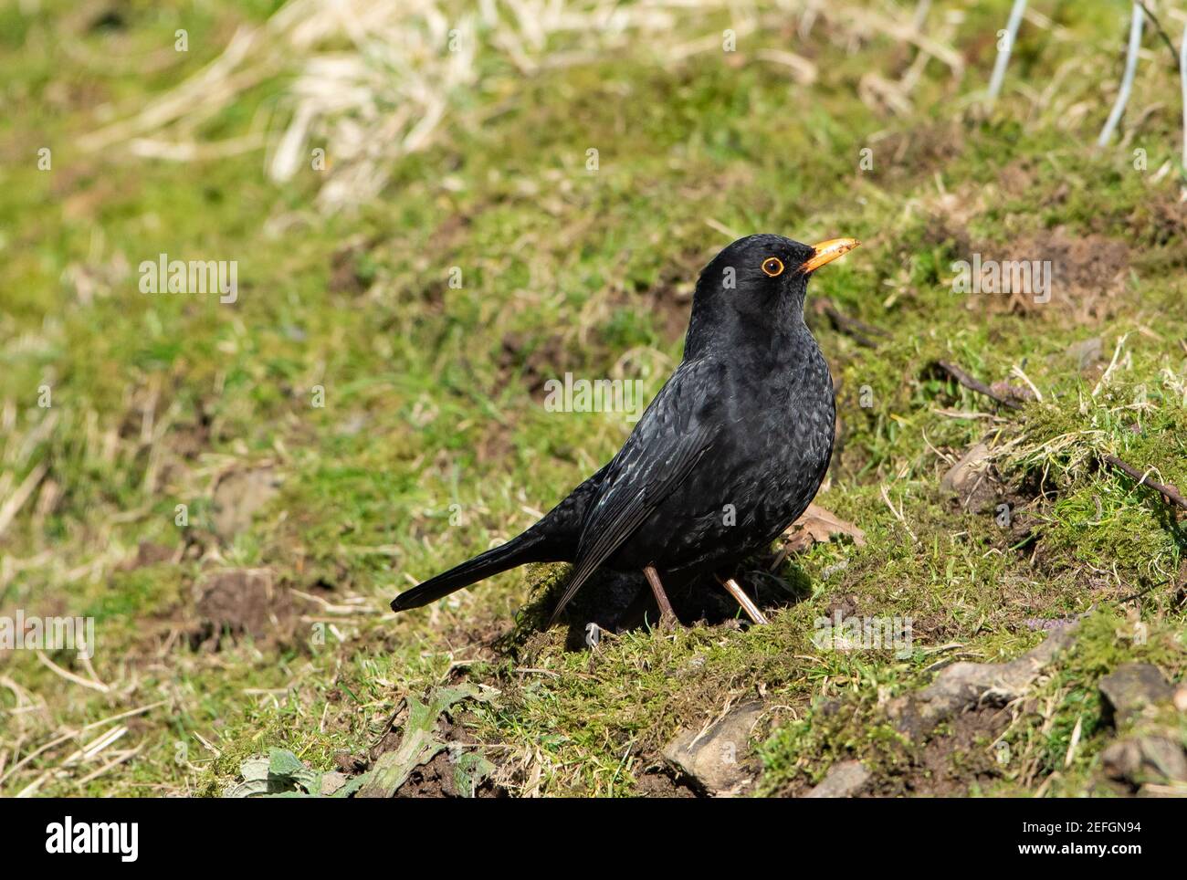 A Blackbird, Chipping, Preston, Lancashire. UK Stock Photo
