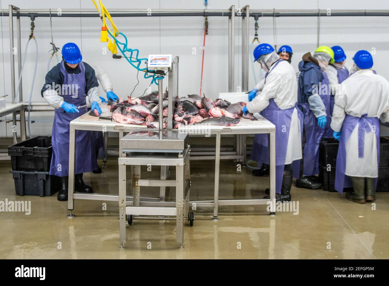 Women in fish processing plant hires stock photography and images Alamy