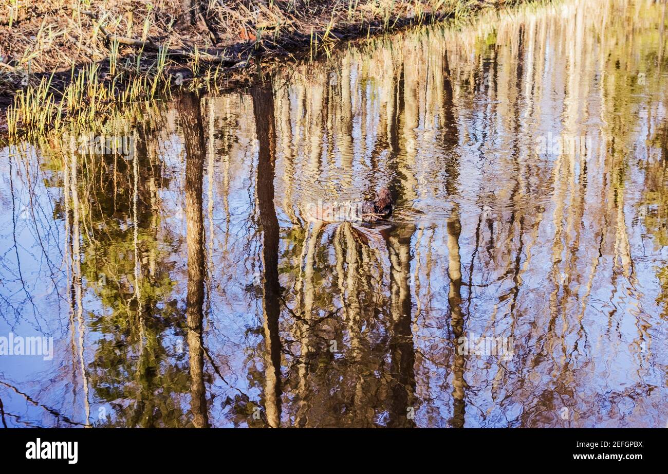 Beauty spring trees and blue sky reflected in water at sunny day Stock Photo