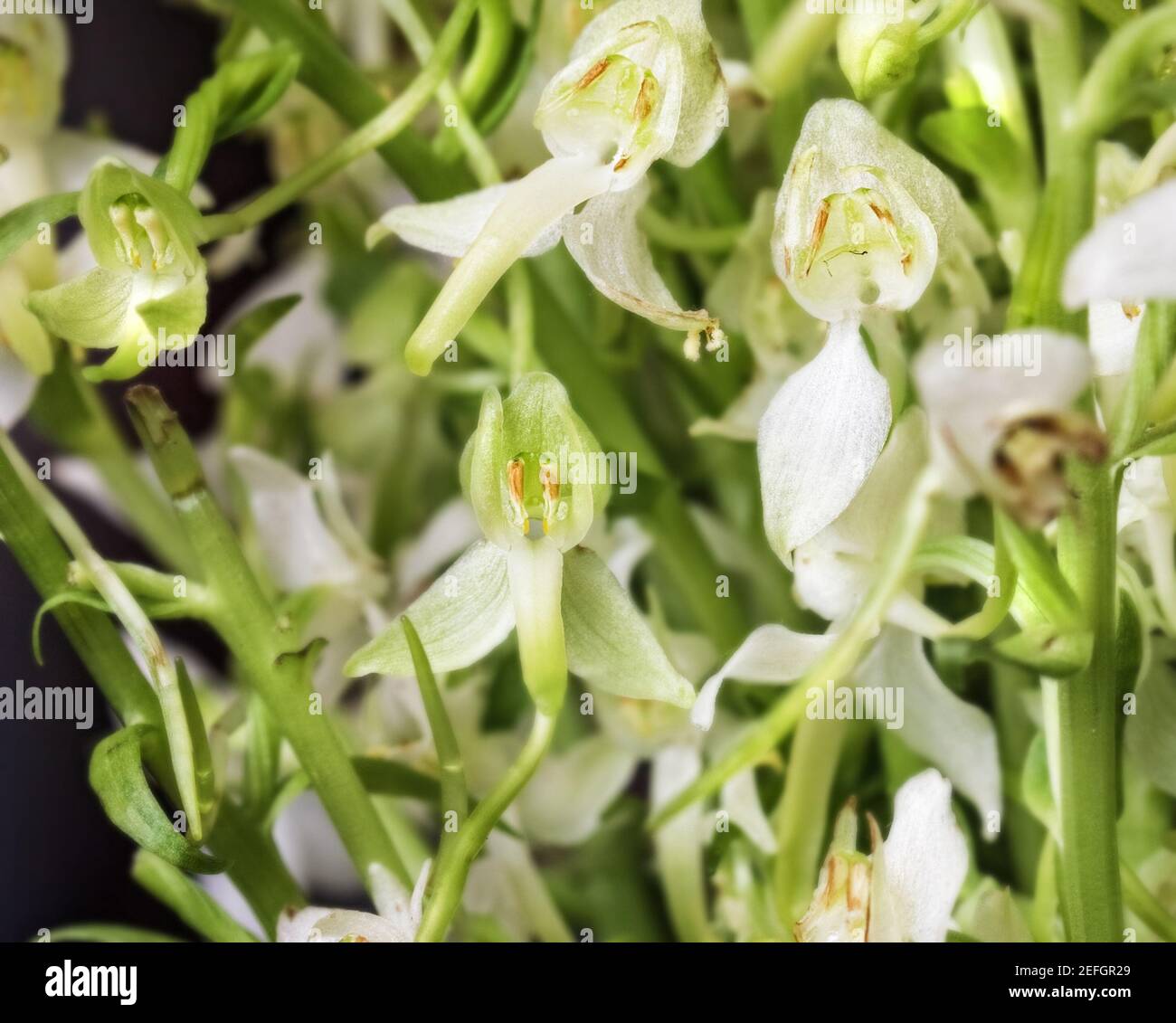 Pretty flowers of Platanthera on dark background for pretty mood Stock Photo