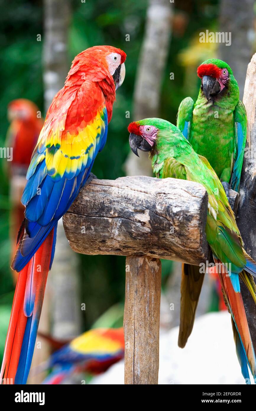 Parrots of mexico hires stock photography and images Alamy