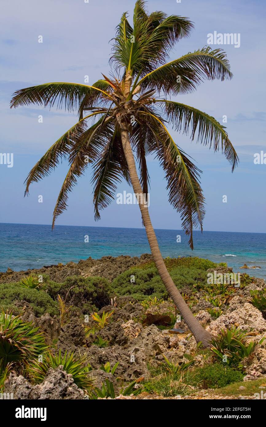 Palm tree on the coast, Roatan, Bay Islands, Honduras Stock Photo Alamy